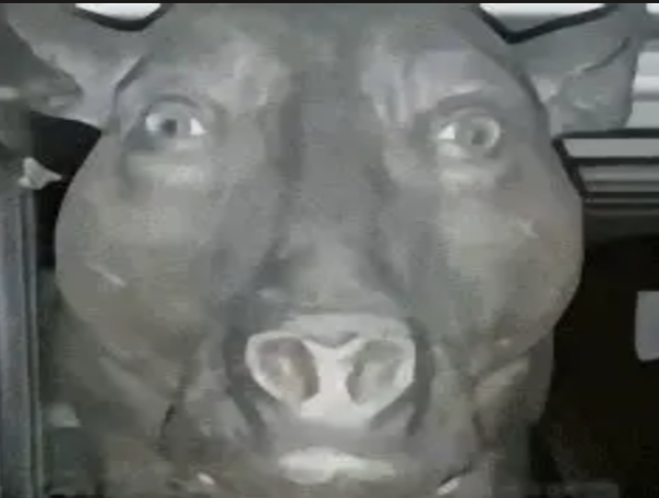 lihaoze