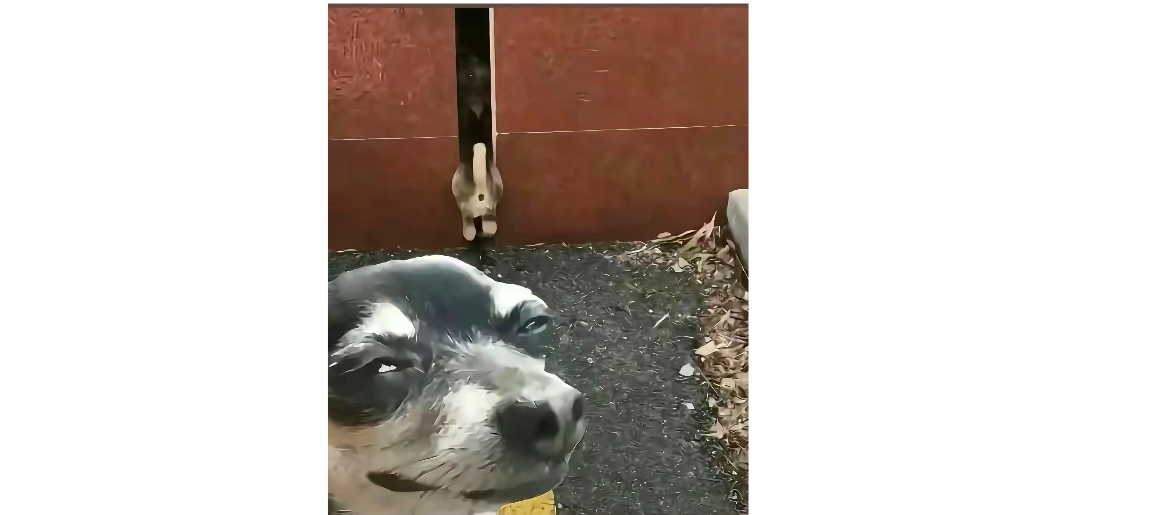 dog
